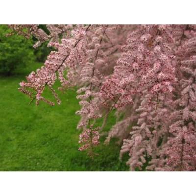 Tamariška africká (Tamarix africana) ´TETRANDRA´ - výška 90-110 cm, kont. C2L