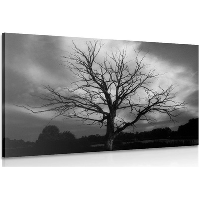Obraz černobílý strom na louce - 60x40