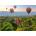 Schmidt Spiele - Puzzle Hot air balloons, Mandalay, Myanmar - 1 000 piese
