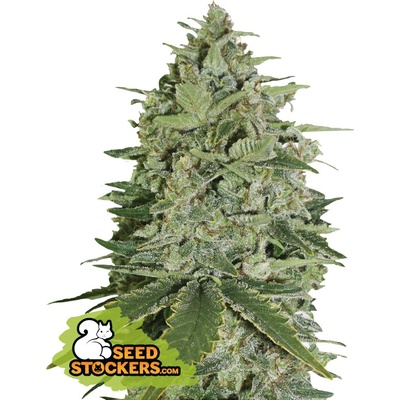 Seedstockers Super Skunk AUTO semena neobsahují THC 3 ks