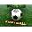 Score a goal