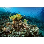 DIMEX ART Флизелинов фототапет красиви корали 375 x 250 см