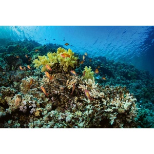 DIMEX ART Флизелинов фототапет красиви корали 375 x 250 см