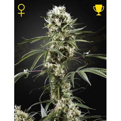 Green House Seeds Super Lemon Haze semena neobsahují THC 3 ks