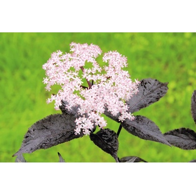 Bez černý BIO FloraSelf Bio Sambucus nigra 'Black Beauty' 40-50 cm cm květináč 3 l