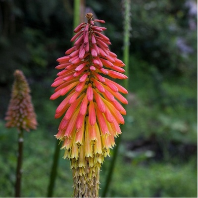 Kleopatřina jehla - Kniphofia Uvaria Tritoma - semena kniphofie - 4 ks
