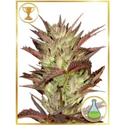 Mr. Hide Seeds Mr. Jekyll Kush semienka neobsahujú THC 100 ks