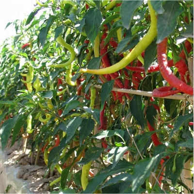 Paprika kozí roh Beros – Capsicum annuum – semena chilli – 15 ks