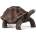Animal Planet Mojo ANIMAL PLANET, Гигантска костенурка