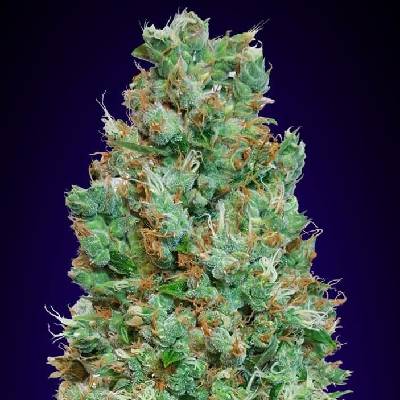 00 Seeds Bank AUTO Blueberry semena neobsahují THC 5 ks