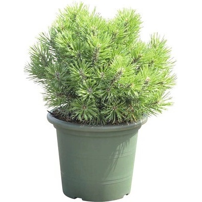 Borovica horská Botanico Pinus mugo 'Mops' výška 20-25 cm kvetináč 3,7 l
