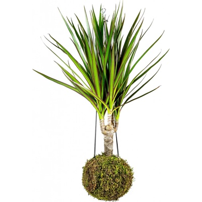 Gardners Kokedama Dracaena marginata (S) Dracéna lemovaná, dračinec 1 ks