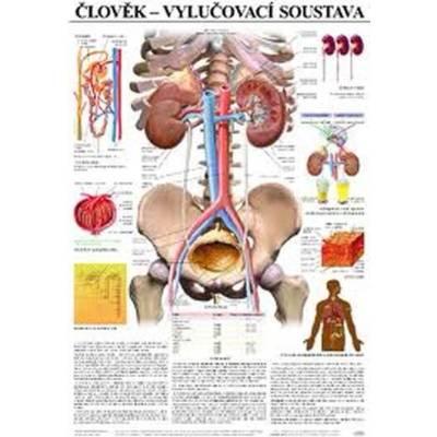 Plakát - Člověk - vylučovací soustava
