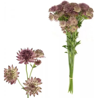 ASTRANTIA ROMA 50cm