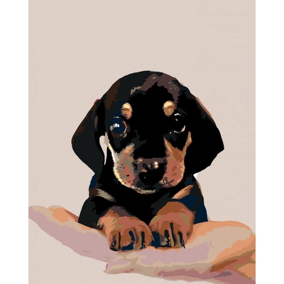 ZUTY Malování podle čísel ŠTĚNĚ KRÁTKOSRSTÉHO JEZEVČÍKA 40 x 50 cm – Hledejceny.cz