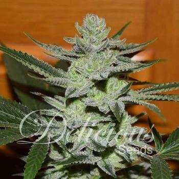 Delicious Seeds Unknown Kush (Desconocida Kush) semena neobsahuji THC 100 ks