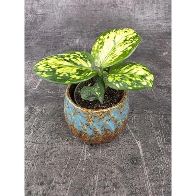 Aglaonema Snow Flake mini
