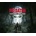 Predator: Hunting Grounds