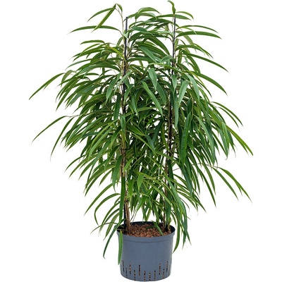 Ficus alii 2pp 25/19 v.120 cm