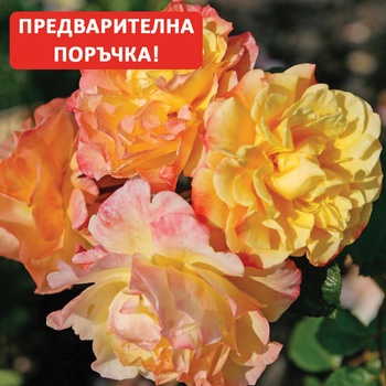 Image 1 of Kordes® Катерлива Роза Moonlight® - Kordes®