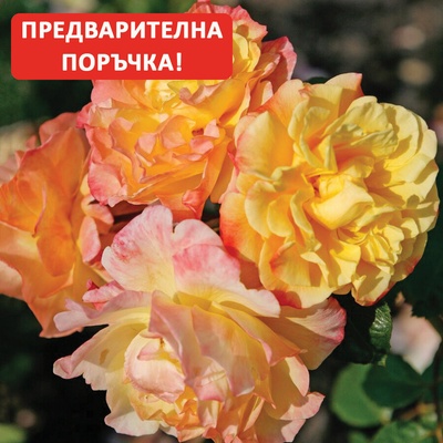 Kordes® Катерлива Роза Moonlight® - Kordes®