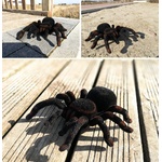 Test TFY 4503 RC Pavúk TARANTULA 23 x 25 x 7,5 cm RTR 1:1 Recenzia TFY 4503 RC Pavúk TARANTULA 23 x 25 x 7,5 cm RTR 1:1