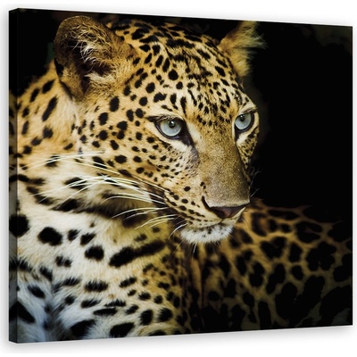 Obraz na plátně, Majestic Leopard - 50x50 cm