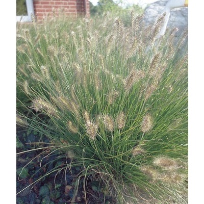 Dochan psárkovitý FloraSelf Pennisetum alopecuroides 'Hameln' 5-60 cm květináč 3 l