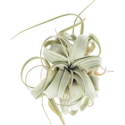 Tilandsie, Tillandsia xerographica EXTRA