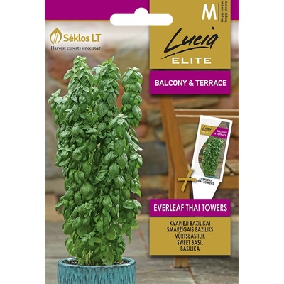 Seklos Босилек Тайландски Кули Ocimum basilicum