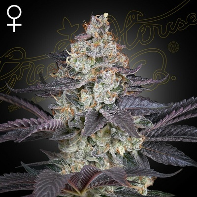 Green House Seed Ztrawberry semienka neobsahujú THC 1 ks