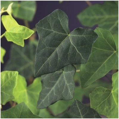 Brečtan FloraSelf Hedera hibernica 70-90 cm 4 ks