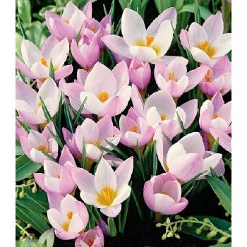 Krokus Firefly - Crocus sieberi - prodej cibulovin - 3 ks