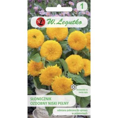 W. Legutko Теди Беър декоративна слънчоглед, ниска, двойна, златистожълта