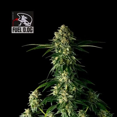 SEEDSMAN Fuel D.OG semienka neobsahujú THC 3 ks