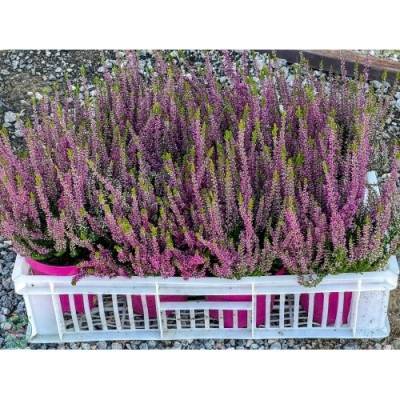 Vres obyčajný (Calluna vulgaris) ´SAPHIRA´ - výška 10-20 cm, kont. P9