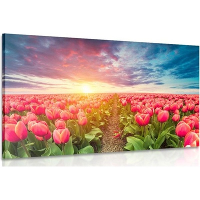 Obraz východ slnka nad lúkou s tulipánmi