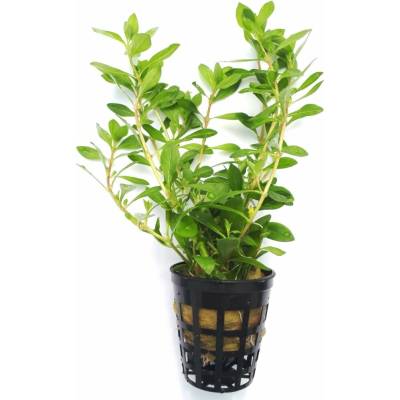 Ludwigia inclinata - Zakulacenka uzavřená – Zbozi.Blesk.cz