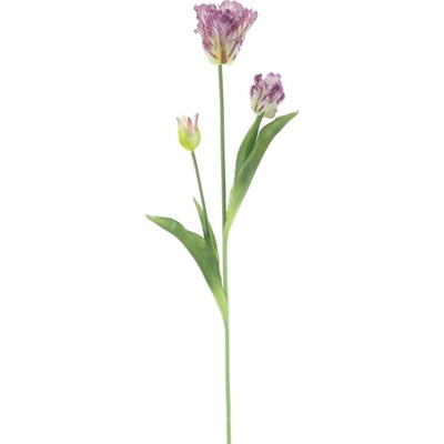 Tulipán papouškovitý Sally fialový 71 cm