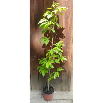 Gaštan jedlý (Castanea sativa) veľkosť 120-150cm