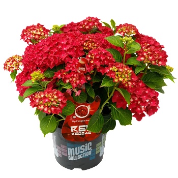 Music Collection® Red Reggae Music Collection® Хортензия Мacrophylla