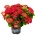 Music Collection® Red Reggae Music Collection® Хортензия Мacrophylla
