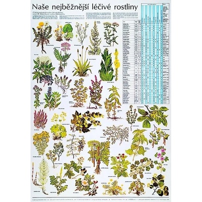 Schéma - naše najbežnejšie liečivé rastliny - CZ