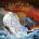 MASTODON: LEVIATHAN CD