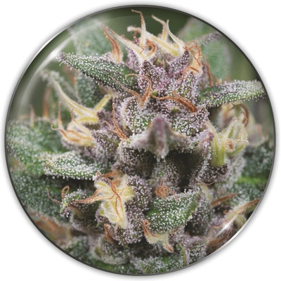 Medical Seeds Co. Bluehell Auto semienka neobsahujú THC 3 ks
