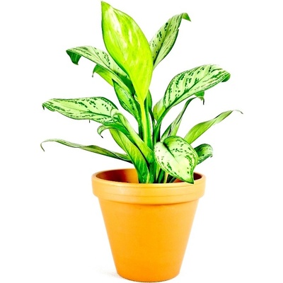 Gardners Aglaonema Maria Christina, průměr 12-14 cm Aglaonema, Spící panna