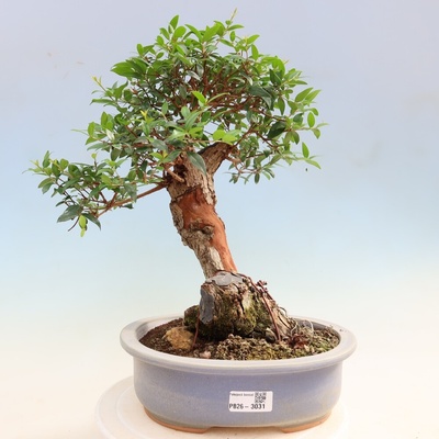 e-bonsai Pokojová bonsai - Myrtus communis - Myrta obecná