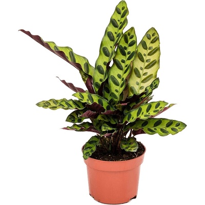 Calathea insignis 17x60 cm