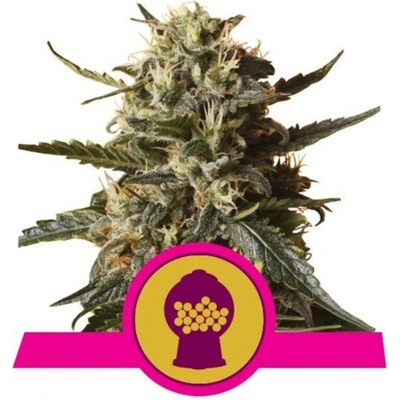 Royal Queen Seeds Bubblegum XL semienka neobsahujú THC 10 ks