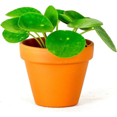 Gardners Pilea peperomioides, průměr 6 cm Chinese money plant, palačinková kytka